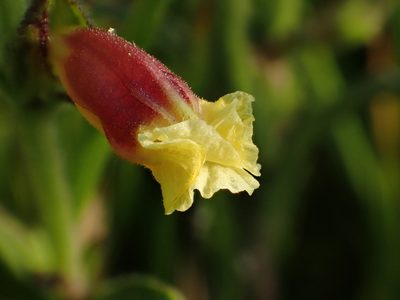 Centranthera cochinchinensis, photographed by 葉子