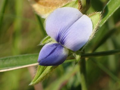 Crotalaria sessiliflora, photographed by 葉子