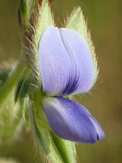 Crotalaria sessiliflora, photographed by 葉子