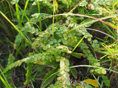 Phyllodium pulchellum, photographed by 葉子