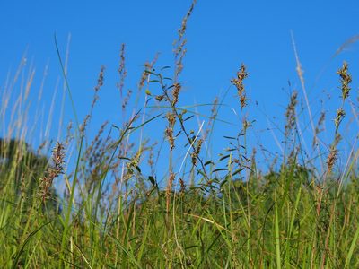 Cymbopogon tortilis, photographed by 葉子