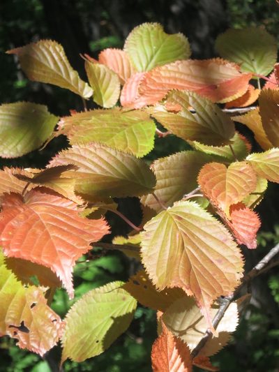 Prunus sargentii, photographed by Repina Tatyana
