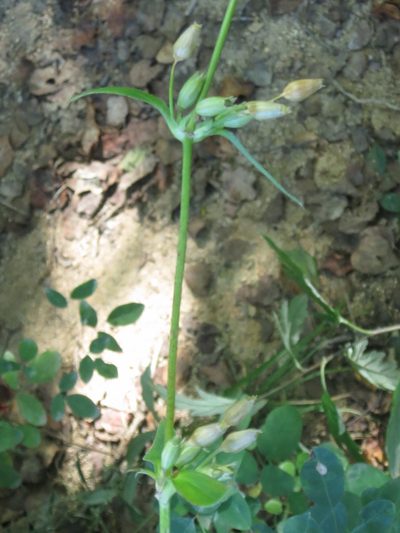 Silene firma, photographed by Repina Tatyana
