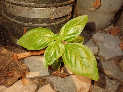 Ocimum basilicum, photographed by Alexis Tinker-Tsavalas