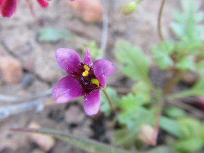 Diascia elongata, photographed by douglaseustonbrown