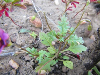 Diascia elongata, photographed by douglaseustonbrown