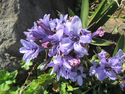 Babiana fragrans, photographed by douglaseustonbrown