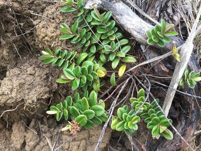 Veronica obtusata, photographed by nick_goldwater