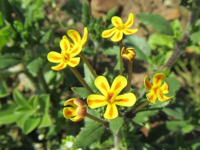 Zaluzianskya divaricata, photographed by douglaseustonbrown