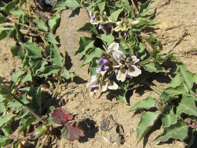 Dolichos decumbens, photographed by douglaseustonbrown