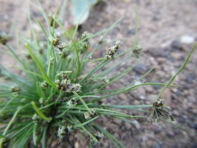Isolepis marginata, photographed by douglaseustonbrown