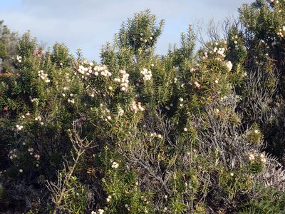Leptecophylla robusta, photographed by Peter de Lange