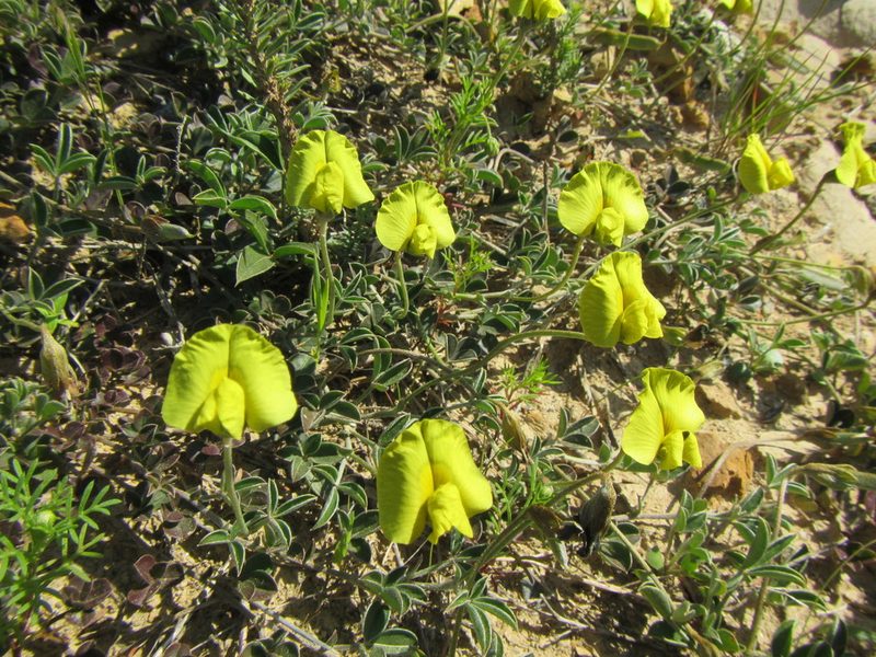 Lotononis prostrata, photographed by douglaseustonbrown