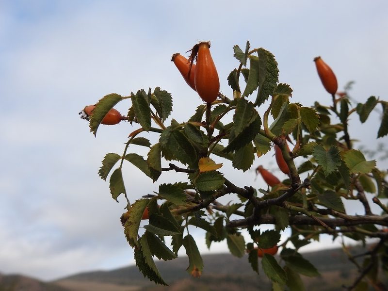 Rosa pouzinii, photographed by Karim Haddad