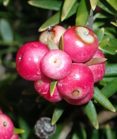 Leptecophylla robusta, photographed by Peter de Lange