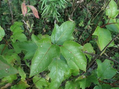 Viburnum sargentii, photographed by Repina Tatyana