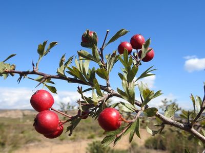 Crataegus granatensis, photographed by Karim Haddad