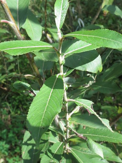 Salix gracilistyla, photographed by Repina Tatyana
