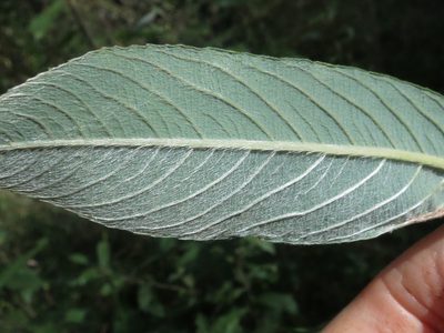 Salix gracilistyla, photographed by Repina Tatyana