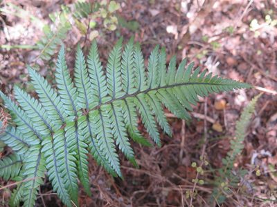 Polystichum wawranum, photographed by Robert Vennell