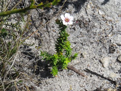 Adenandra uniflora, photographed by Jeremy Gilmore
