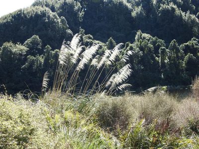 Austroderia toetoe, photographed by Emily Roberts