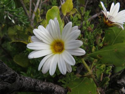Arctotis aspera, photographed by Jeremy Gilmore