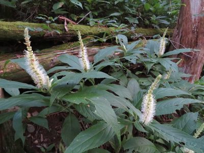 Comanthosphace japonica, photographed by Marco Mussita