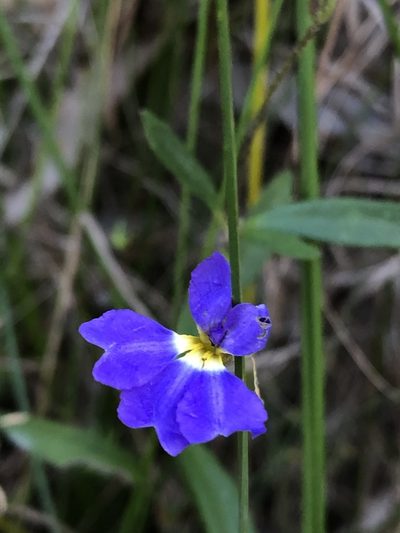 Dampiera sylvestris, photographed by Greg Tasney