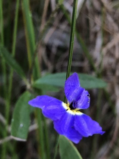 Dampiera sylvestris, photographed by Greg Tasney
