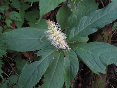 Comanthosphace japonica, photographed by Marco Mussita