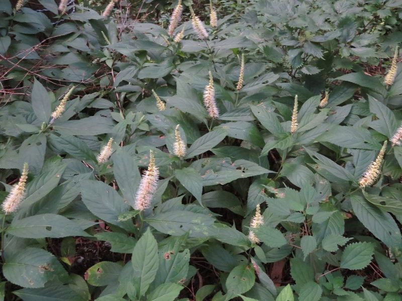 Comanthosphace japonica, photographed by Marco Mussita