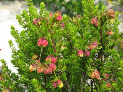 Hermannia rudis, photographed by Jeremy Gilmore