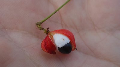 Paullinia trigonia, photographed by russiannaturalistbrazil