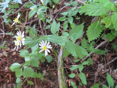 Aster ageratoides, photographed by Marco Mussita