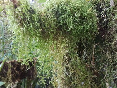 Weymouthia cochlearifolia, photographed by Emily Roberts