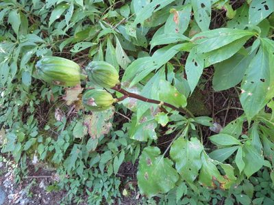 Cardiocrinum cordatum, photographed by Marco Mussita