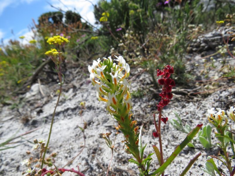 Hebenstretia dentata, photographed by Jeremy Gilmore