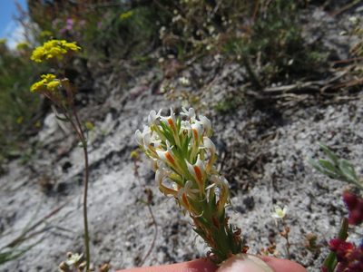 Hebenstretia dentata, photographed by Jeremy Gilmore