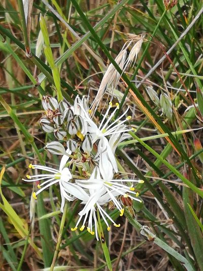 Chlorophytum triflorum, photographed by Noeleen du Toit