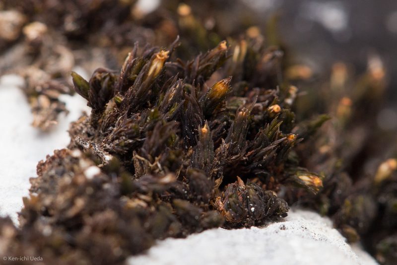 Orthotrichum shevockii, photographed by Ken-ichi Ueda