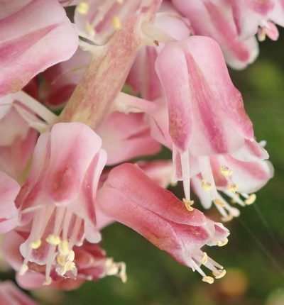 Lachenalia youngii, photographed by Nicola van Berkel