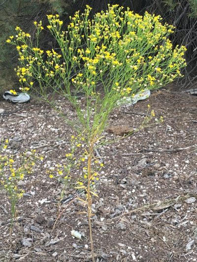 Gutierrezia sphaerocephala, photographed by Bob Nieman