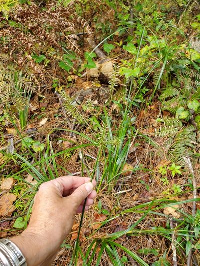 Cyperus tetragonus, photographed by Laura Gaudette