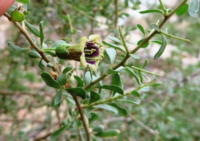Lycium amoenum, photographed by linkie