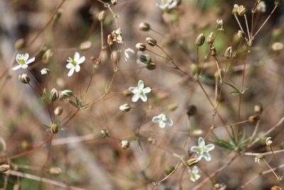Pharnaceum elongatum, photographed by Noeleen du Toit