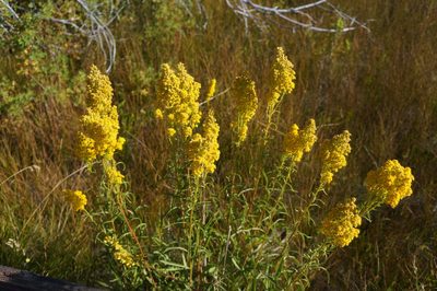 Solidago spectabilis, photographed by Henggang Cui