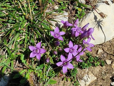 Gentianella anisodonta, photographed by Francesco Cecere