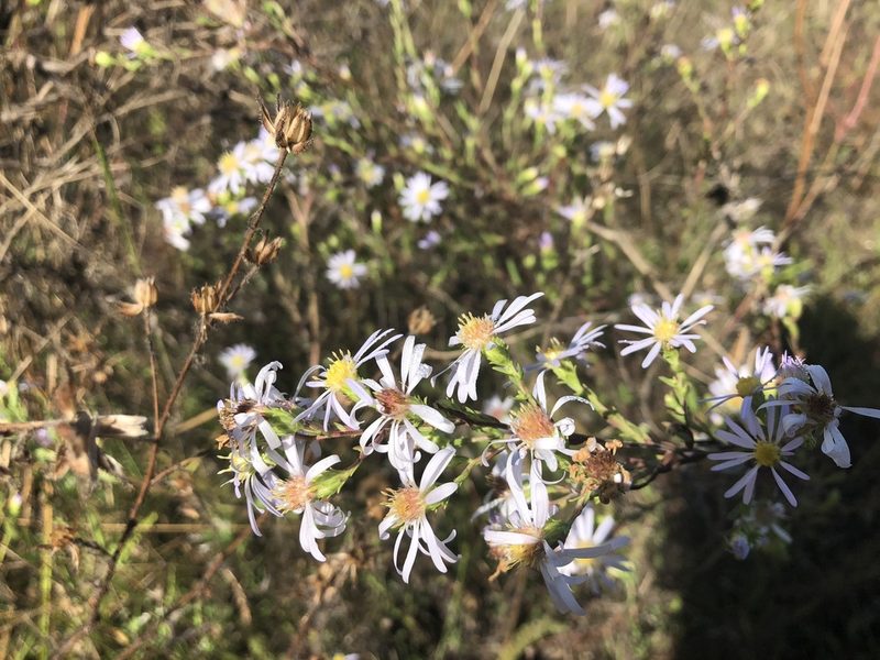 Symphyotrichum hallii, photographed by Matt Benotsch