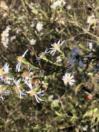 Symphyotrichum hallii, photographed by Matt Benotsch